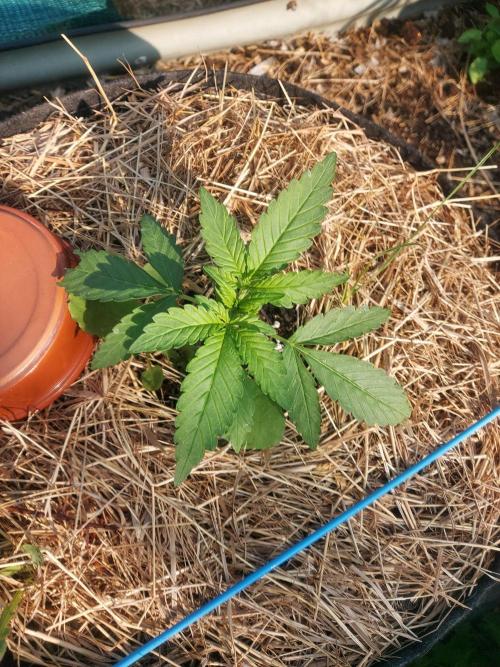 Banana Purple Punch Auto RF3. Week 3