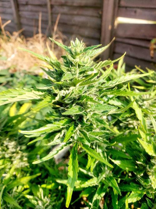 GOATLato gotta a lato. Week 11