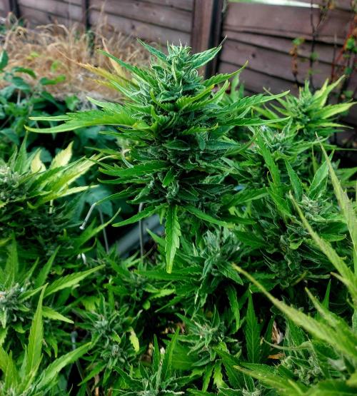 GOATLato gotta a lato. Week 12
