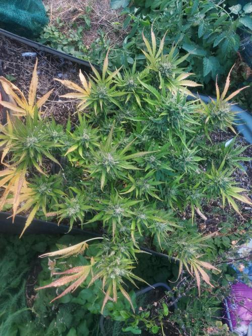 GOATLato gotta a lato. Week 12