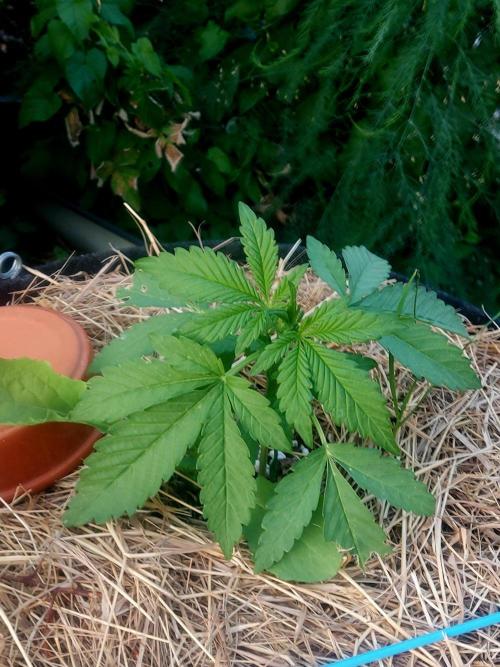 Punchy Purple banana. Week 3
