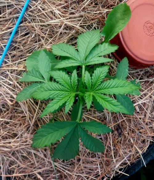 Banana Purple Punch Auto RF3. Week 3