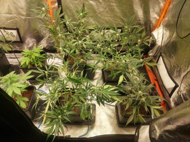 TESTER A003. Week 6