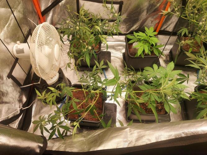 TESTER A003. Week 6