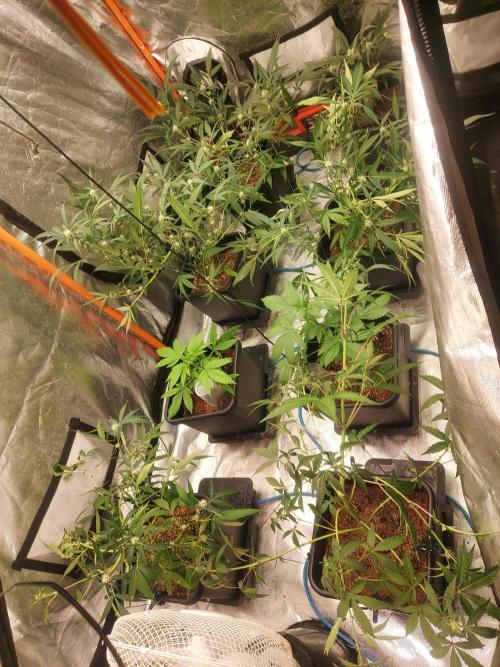 TESTER A003. Week 6