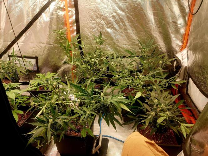 TESTER A003. Week 6