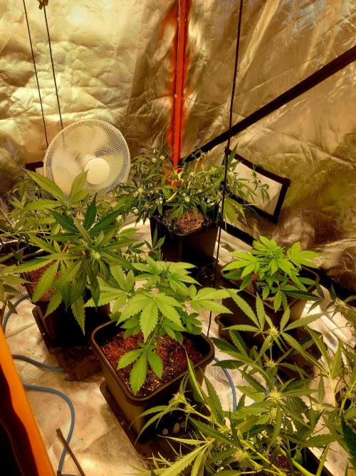 TESTER A003. Week 6