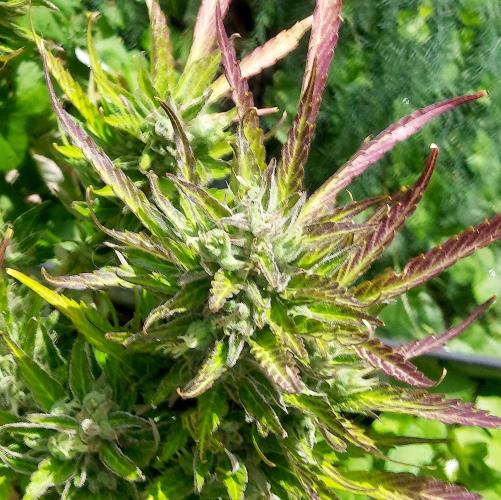 GOATLato gotta a lato. Week 13
