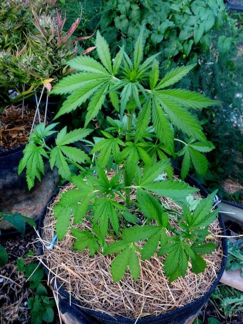 Punchy Purple banana. Week 4