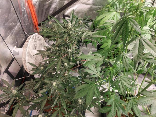 TESTER A003. Week 7