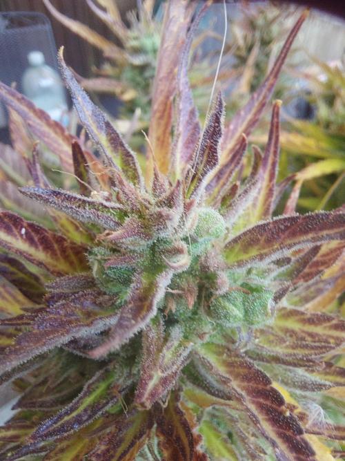 GOATLato gotta a lato. Week 14