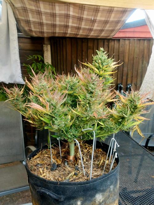 GOATLato gotta a lato. Week 14