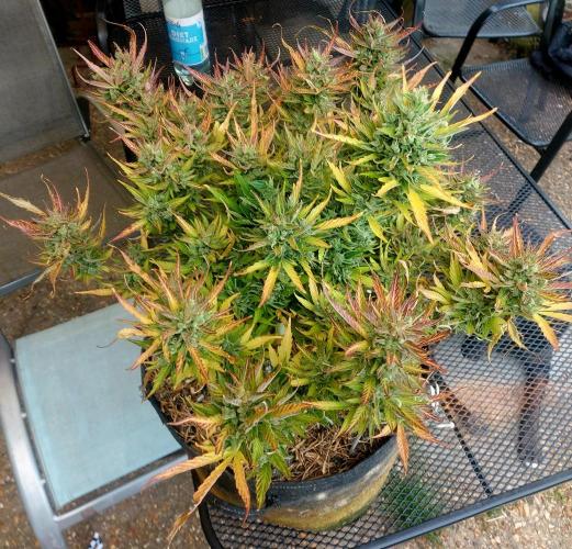 GOATLato gotta a lato. Week 14
