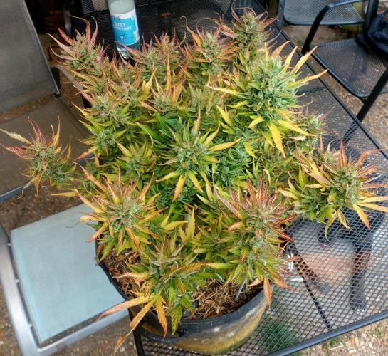 GOATLato gotta a lato. Week 14