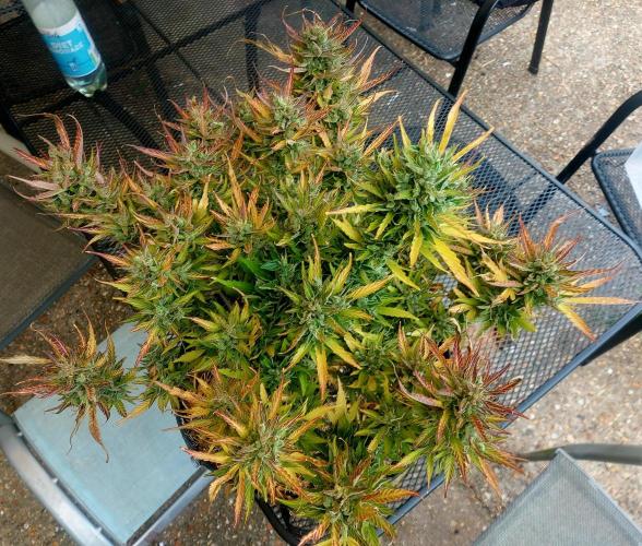 GOATLato gotta a lato. Week 14