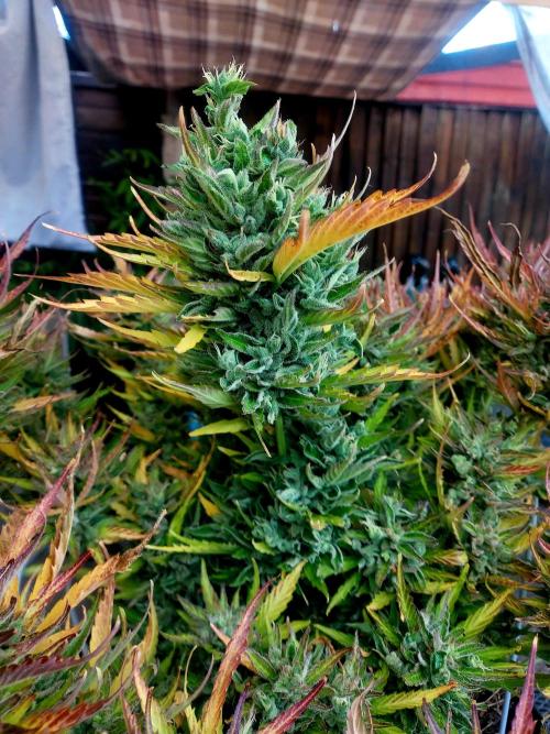 GOATLato gotta a lato. Week 14
