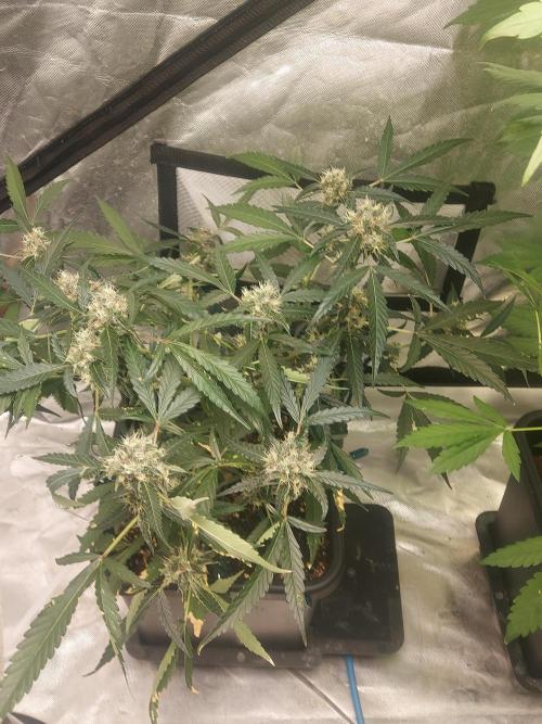 TESTER A003. Week 7
