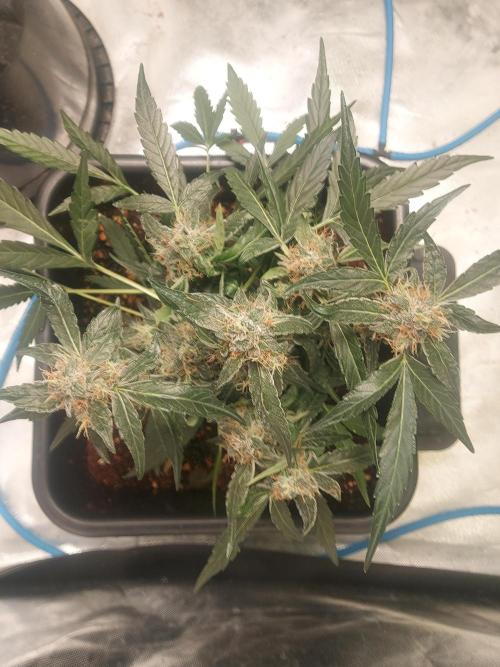 TESTER A003. Week 7