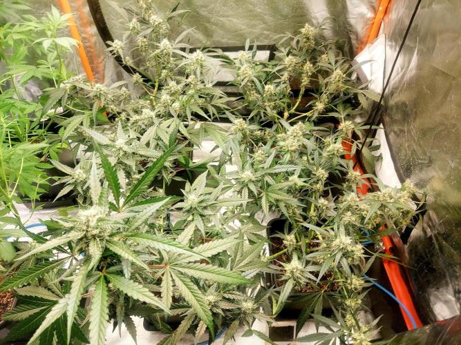 TESTER A003. Week 7