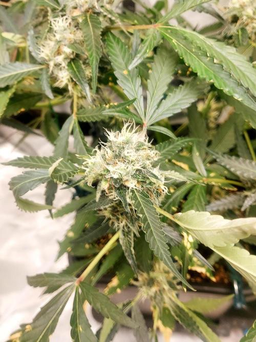 TESTER A003. Week 7