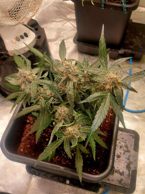 TESTER A003. Week 7 - Runty looking chunky 