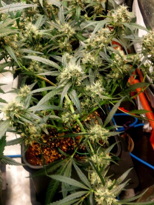 TESTER A003. Week 7
