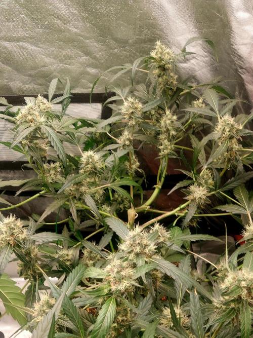 TESTER A003. Week 7
