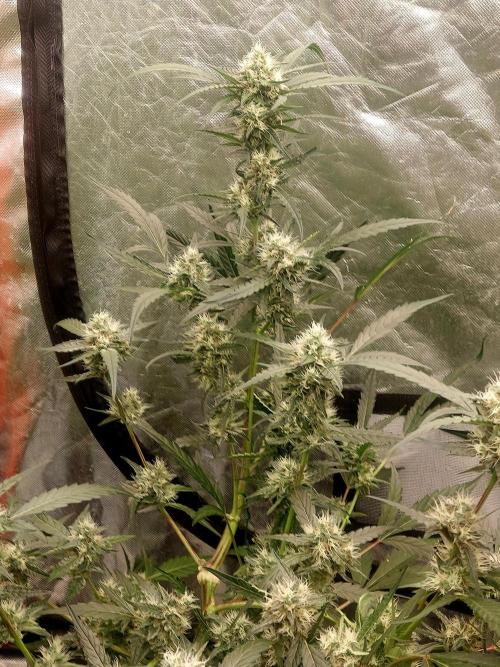 TESTER A003. Week 7