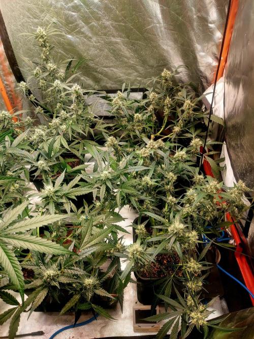 TESTER A003. Week 7