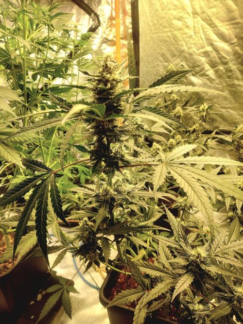 TESTER A003. Week 7