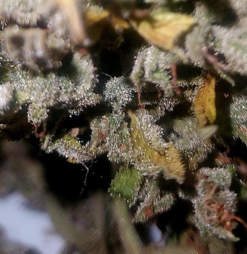 GOATLato gotta a lato. Week 14