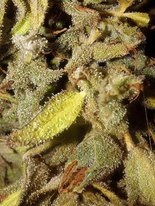 GOATLato gotta a lato. Week 14
