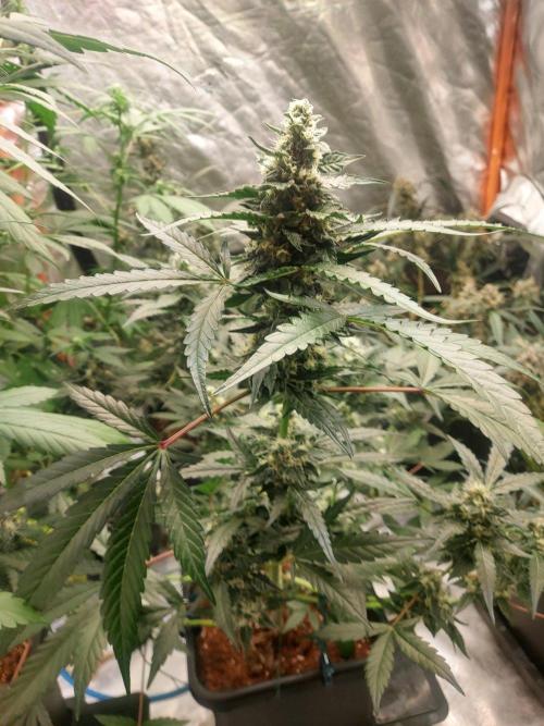 TESTER A003. Week 8