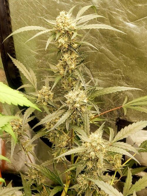 TESTER A003. Week 8