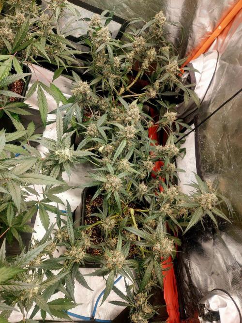 TESTER A003. Week 8