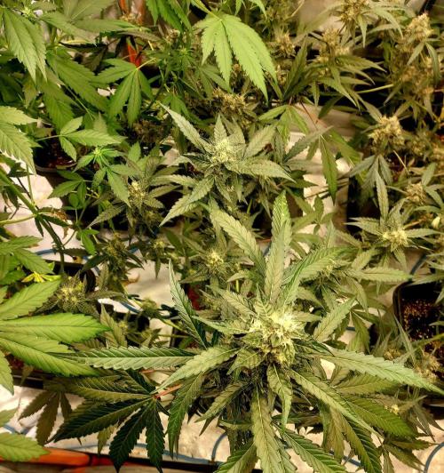 TESTER A003. Week 8