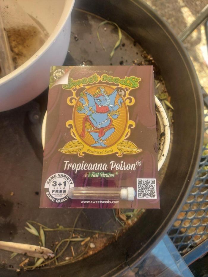 Tropicanna Poison fast. Week 0