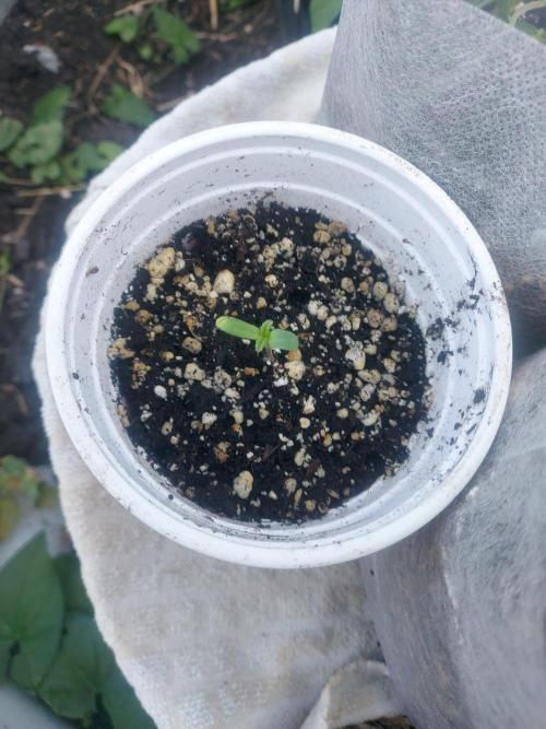 Tropicanna Poison F1 Fast Version. Week 1
