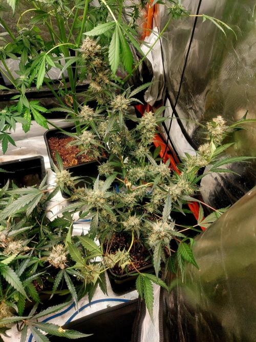 TESTER A003. Week 9