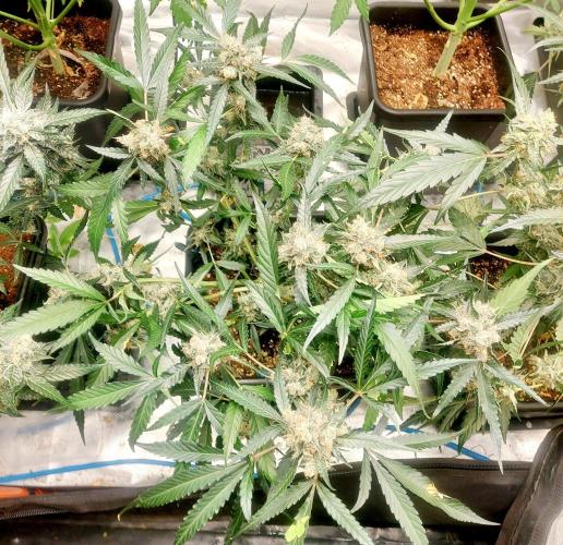TESTER A003. Week 9