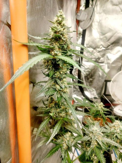 TESTER A003. Week 9