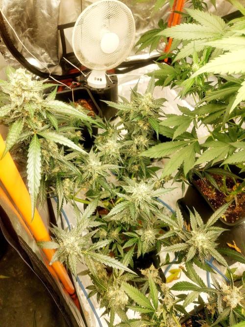 TESTER A003. Week 9