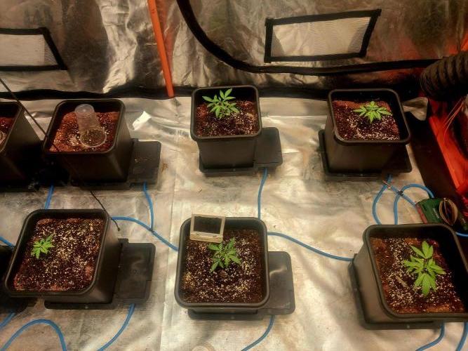 TESTER A003. Week 2