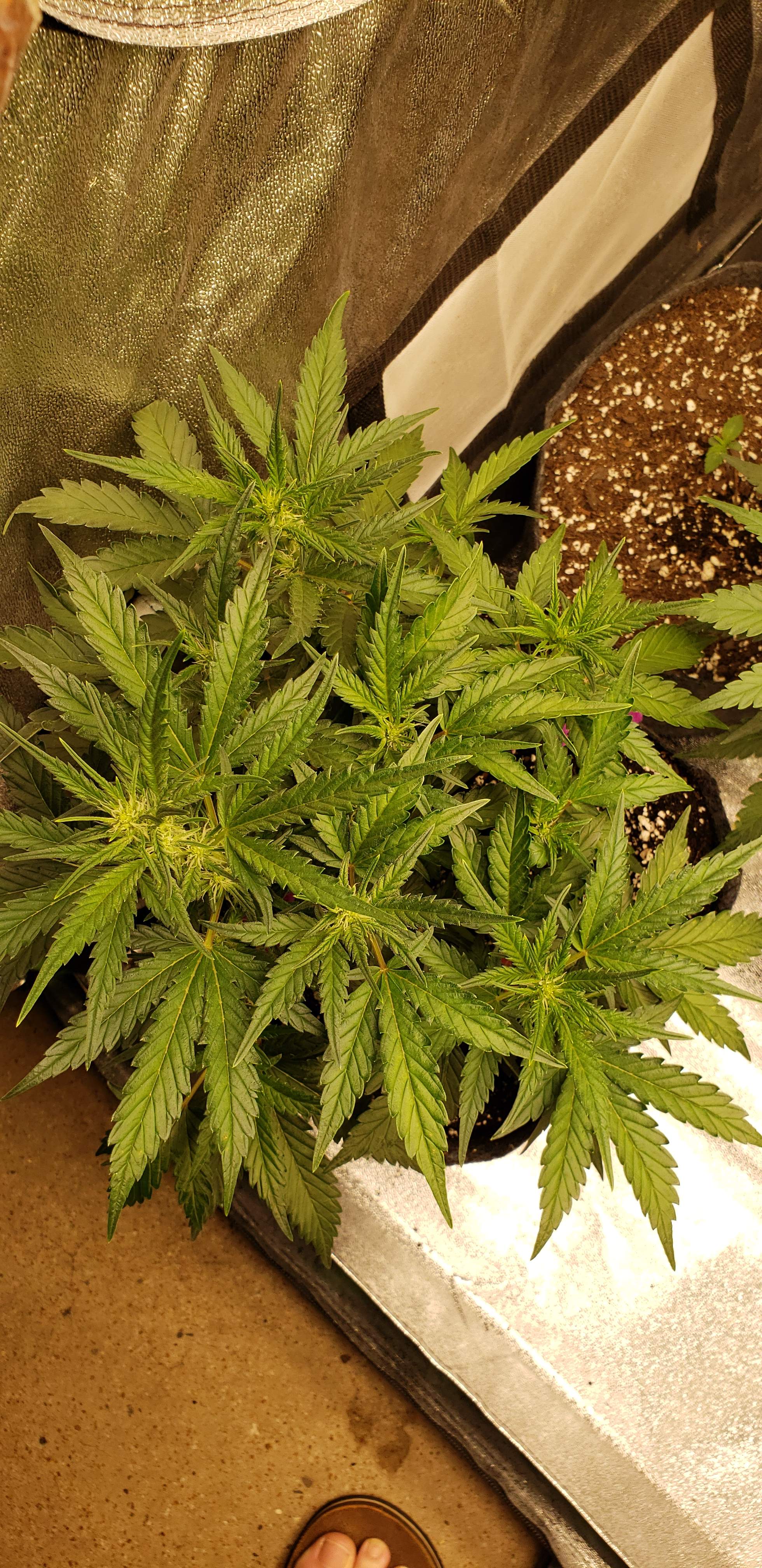 Fast Buds Gorilla Glue Auto, Fast Buds Girl Scout Cookies Auto grow