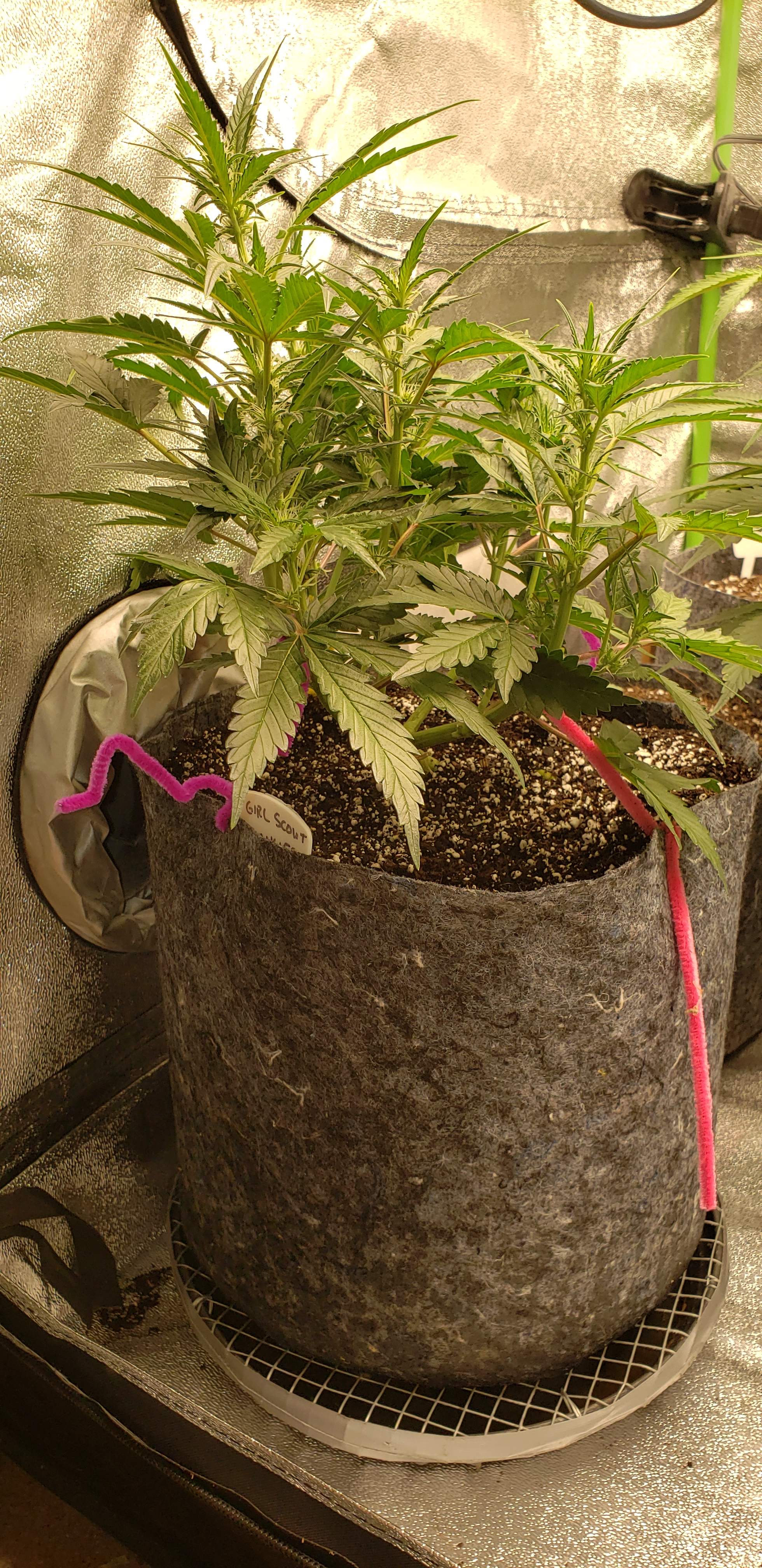 Fast Buds Gorilla Glue Auto, Fast Buds Girl Scout Cookies Auto grow