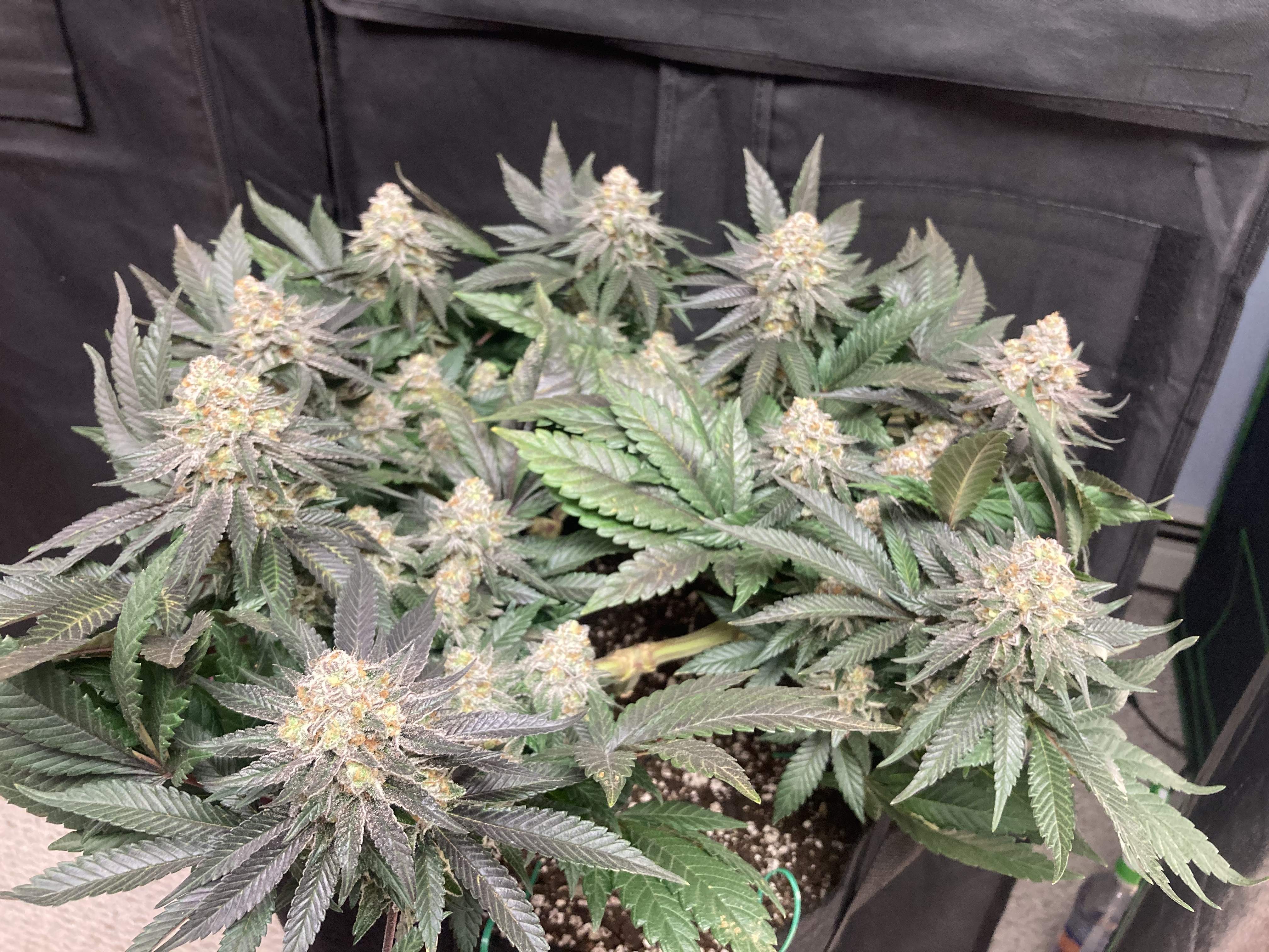 ILGM Grand Daddy Purple 2 grow journal week15 by HAPPY91 GrowDiaries
