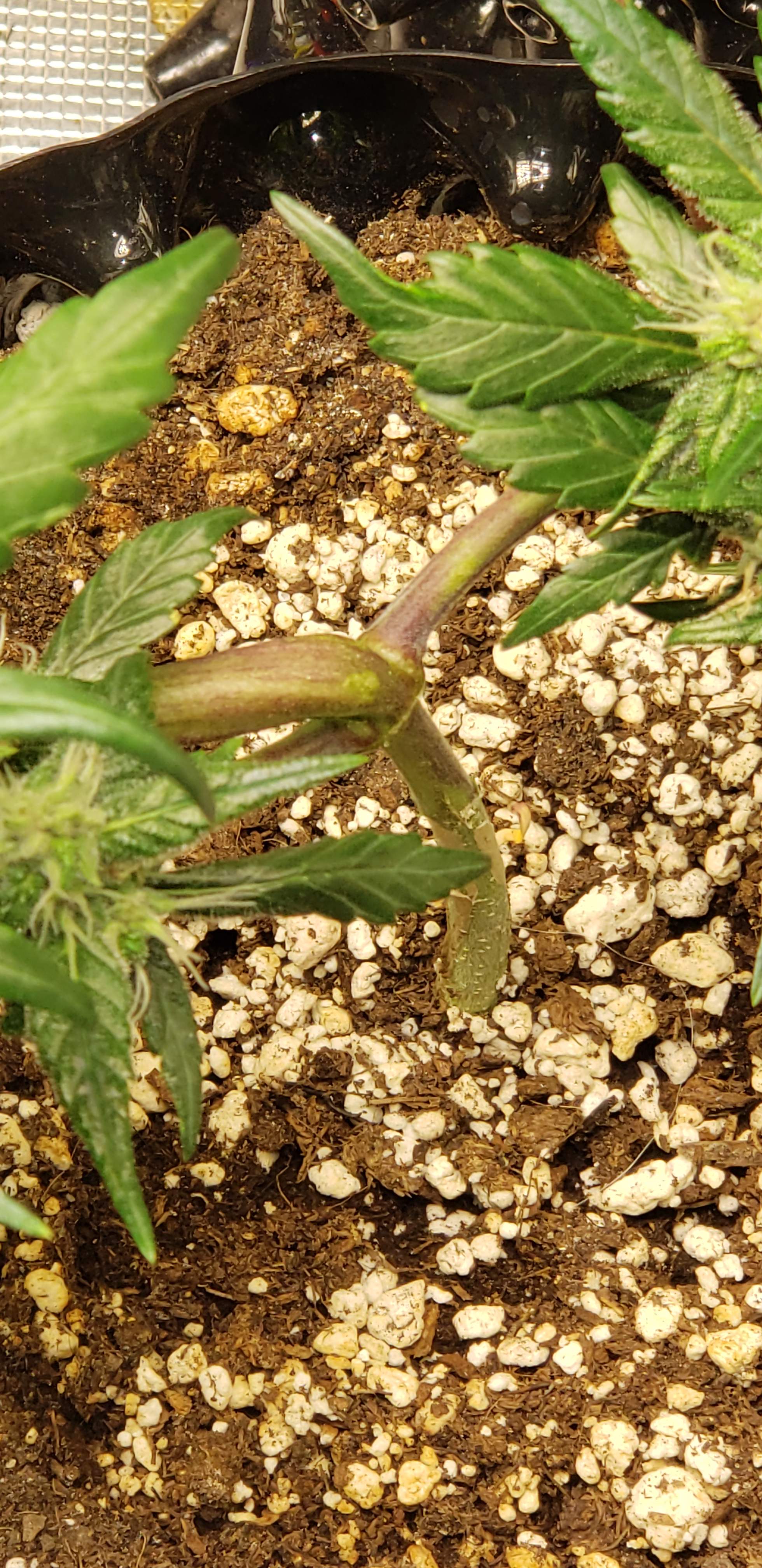 Sweet Seeds Black Cream Auto® grow diary (journal) week4 by BB_US GrowDiaries