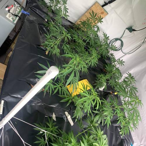 Variety RuN- Cali Connection, Bodi. Week 1