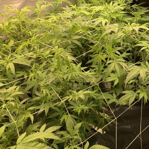 Variety RuN- Cali Connection, Bodi. Week 1