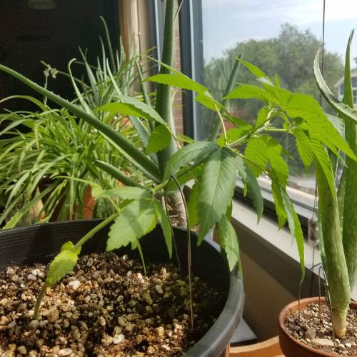 Ice Cream Cake...first time grow! . Week 4 - August 6th
